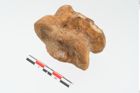 Foto von Astragalknochen (NHMW-PRAE-025648)